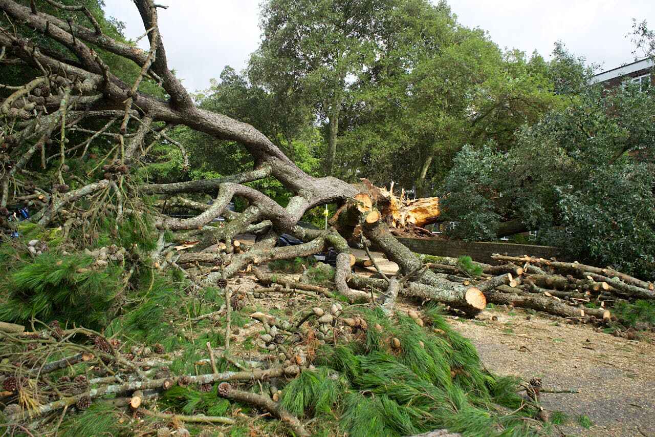 Residential Tree Removal in Kyle, TX